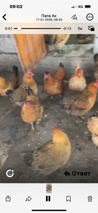 кучинские курицы