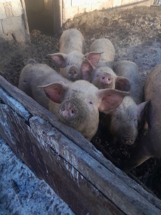 Продам свиней 6 мес