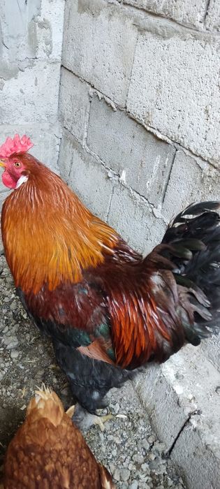 Петух красивый молодой продам