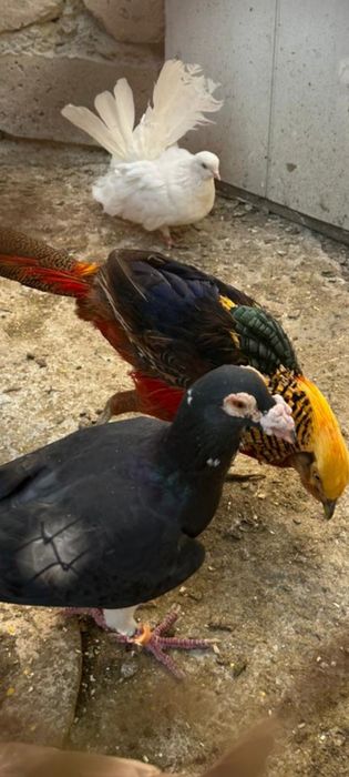 Голуби  драконы продажа