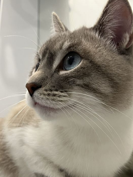 тайский метис (блю-табби-пойнт) приглашает на вязку