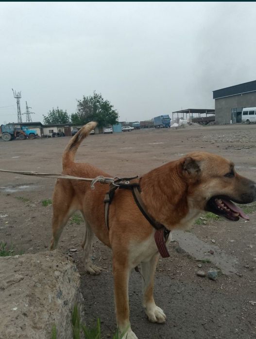 Алабай сатылады.