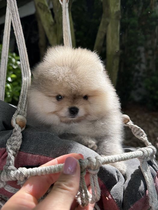 Pomeranian fetita crem cu pedigree FCI