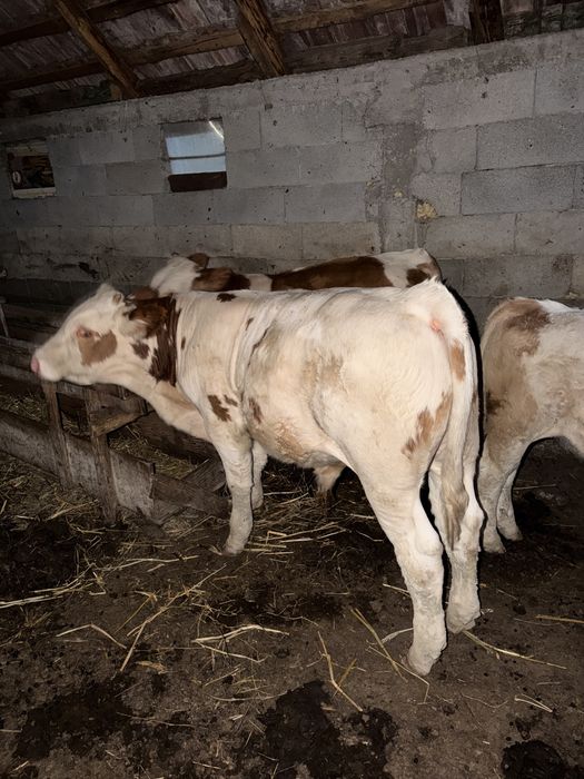 Vacă si vitel se vanzare