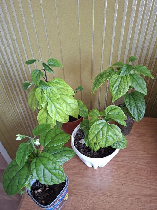 Продам комнатные цветы