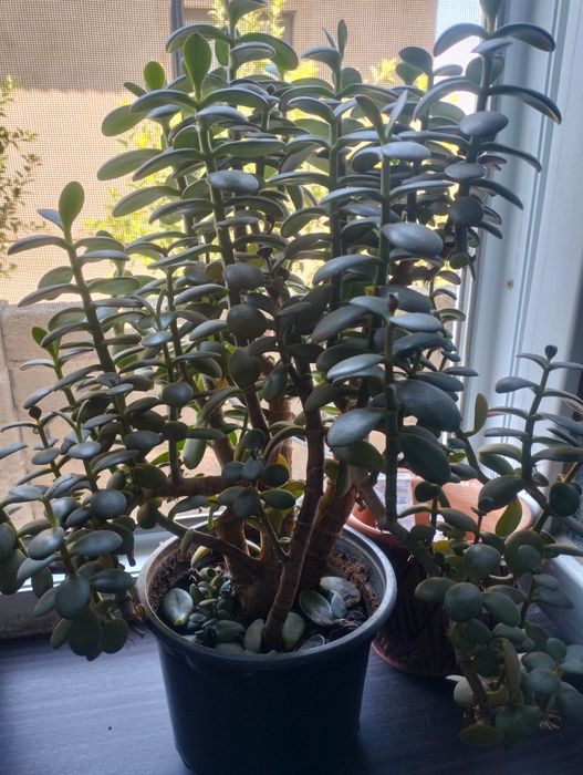 Продам цветок денежное дерево за 1000т.