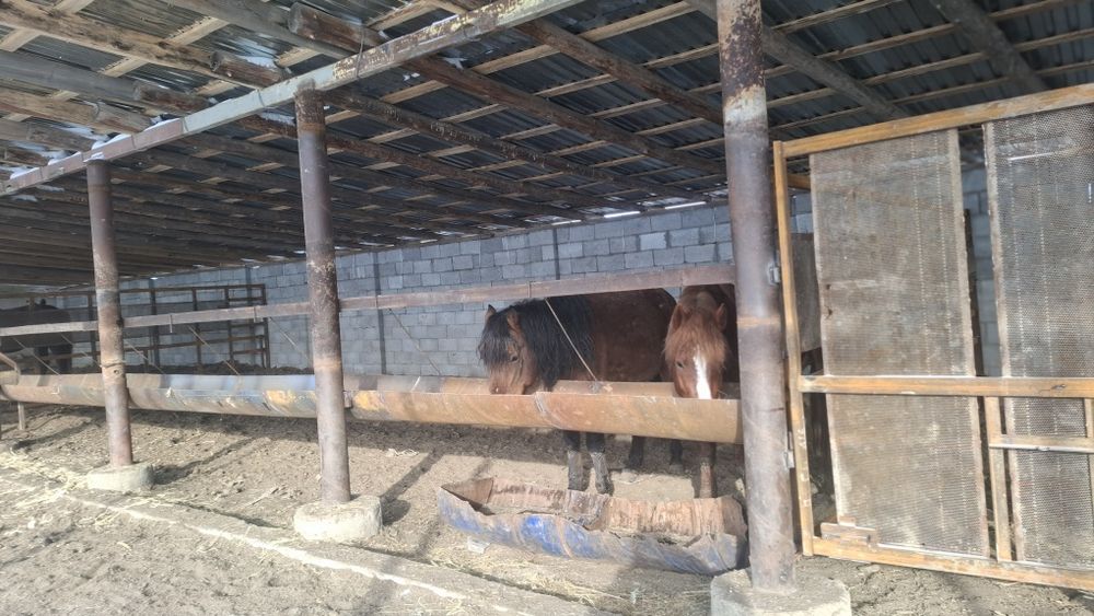 Фазенда Срочно сатылады