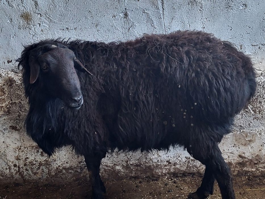 Қошқар сатылады .Продаётся кошкар