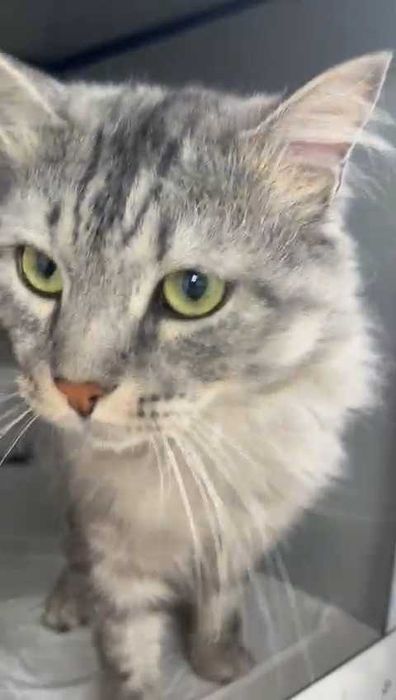 Кот  ищет дом и любящих хозяев