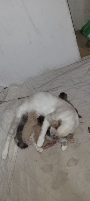 Одам котят новорождённых