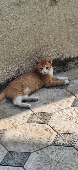 Кошка рыжая домашняя
