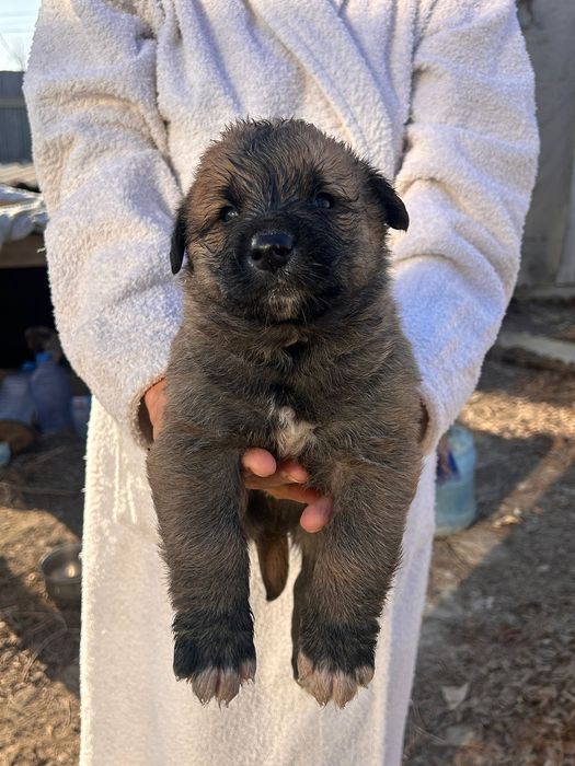 Отдаем щенков в добрые руки