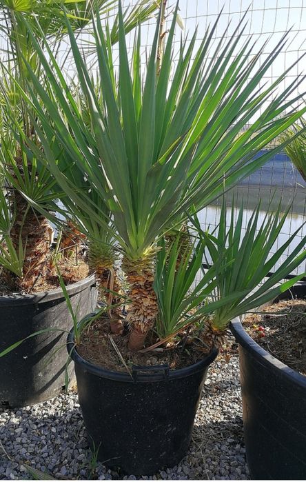 Yucca faxoniana - soi extrem de rezistent