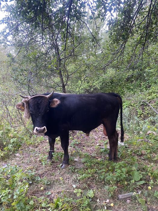 Продам быка годовалого, год и месяц