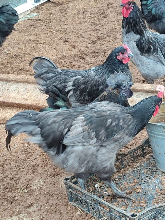 Кораздар. Петухи.