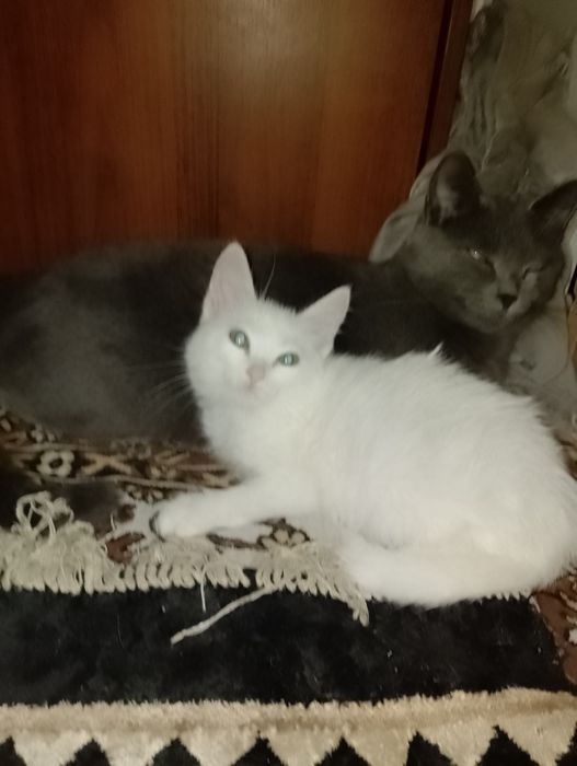 Отдам котят в добрые руки