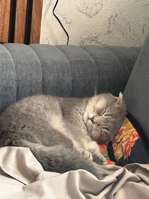 Продаются котенок 6 ойли спокойный  латока оргатилган