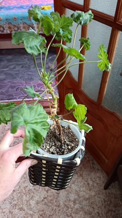 Комнатные цветы в уходе не прихотливы