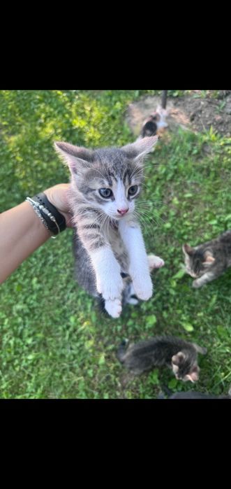 Se oferă spre adopție