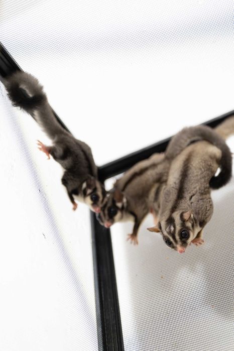 Vand pereche mascul si femela sugar glideri / veverite zburatoare + pui sugar glider