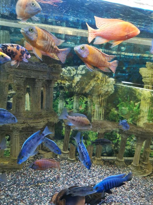 Аквасалон,, Ковчег "цихлиды
