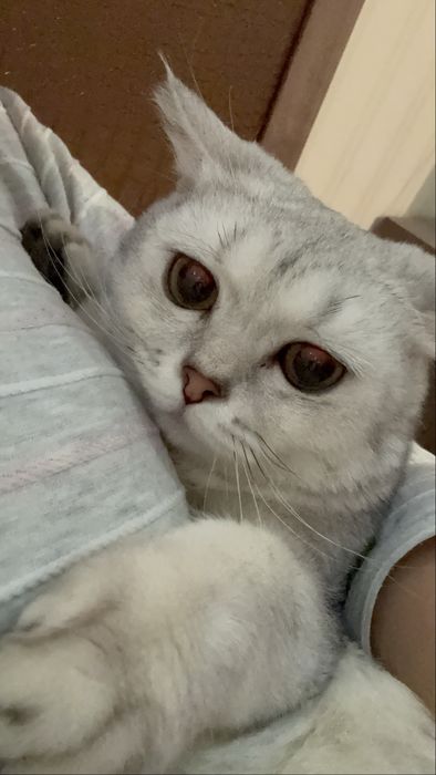 Прямоухлый шотланец