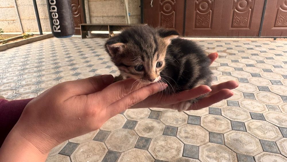Отдам котят Конаев