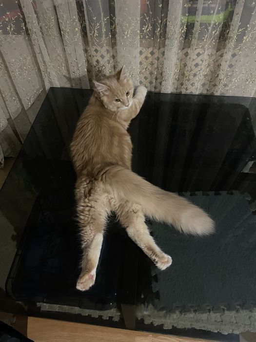 пропала кошка Мейн Кун, район малой станицы