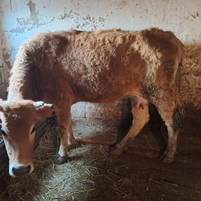 Продам первотелок высокодоцных породы