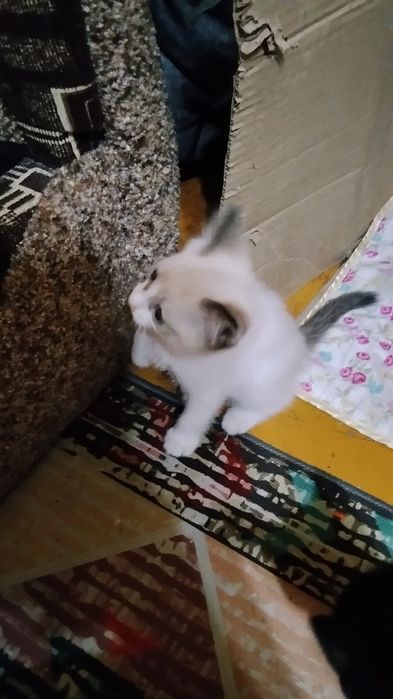 Отдам котят в добрые руки