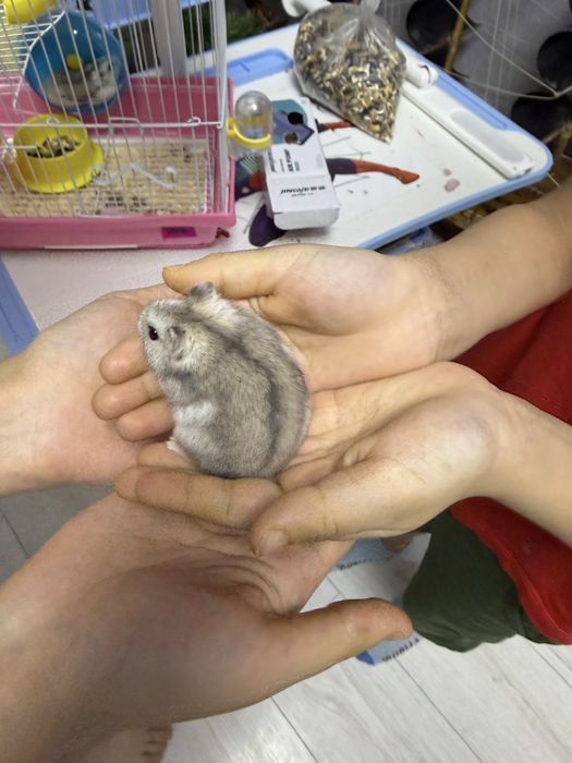 Продам двух хомячков очень милые и красивые