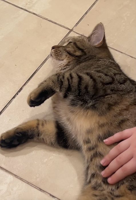 Отдам кошечку бесплатно