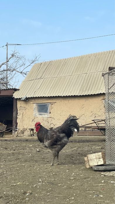 гигант джерсийский