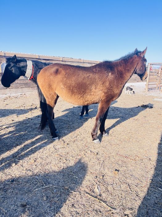 Сауын сүтті бие сатылады