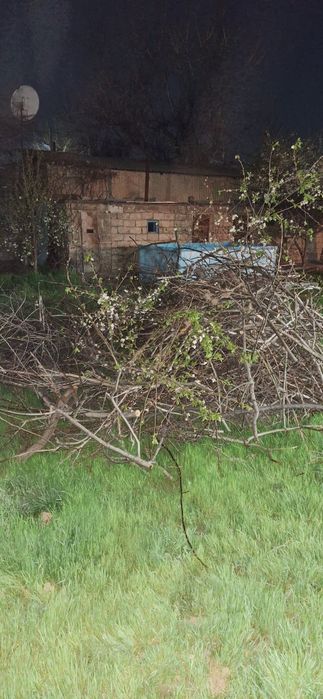 Ветки орех,самовывоз