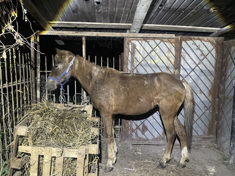 Продам лошадей 2,5 годовалые