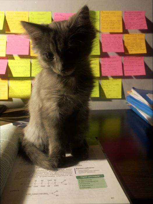 Отдаем в хорошие руки