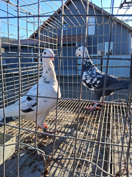 Porumbei voiajori germani