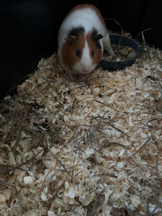 Porcusor de guineea