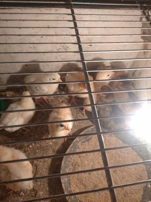 Цыплята домашние