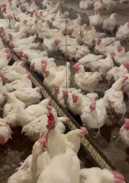 Avem spre vanzare gaini albe de carne
