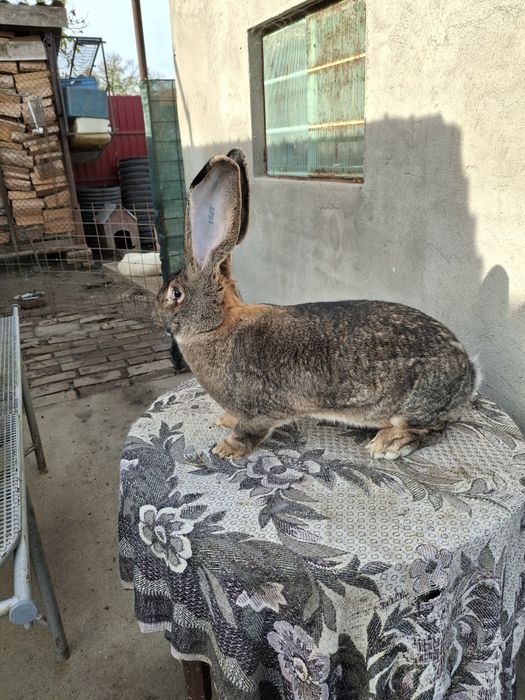 Iepuri uriaș gri german