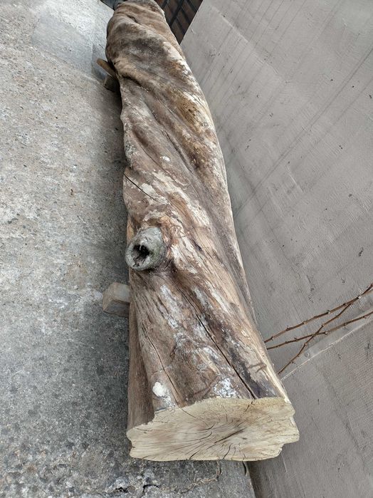 Trunchi/ buștean jugastru creț