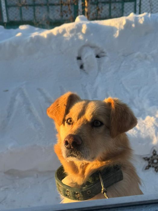 Выгул собак, не агрессивных