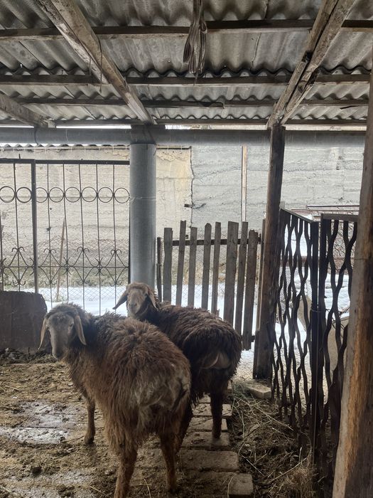 Семіз тоқтылар сатылады