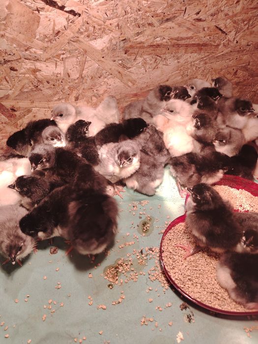 Vând pui de găina Australorp.