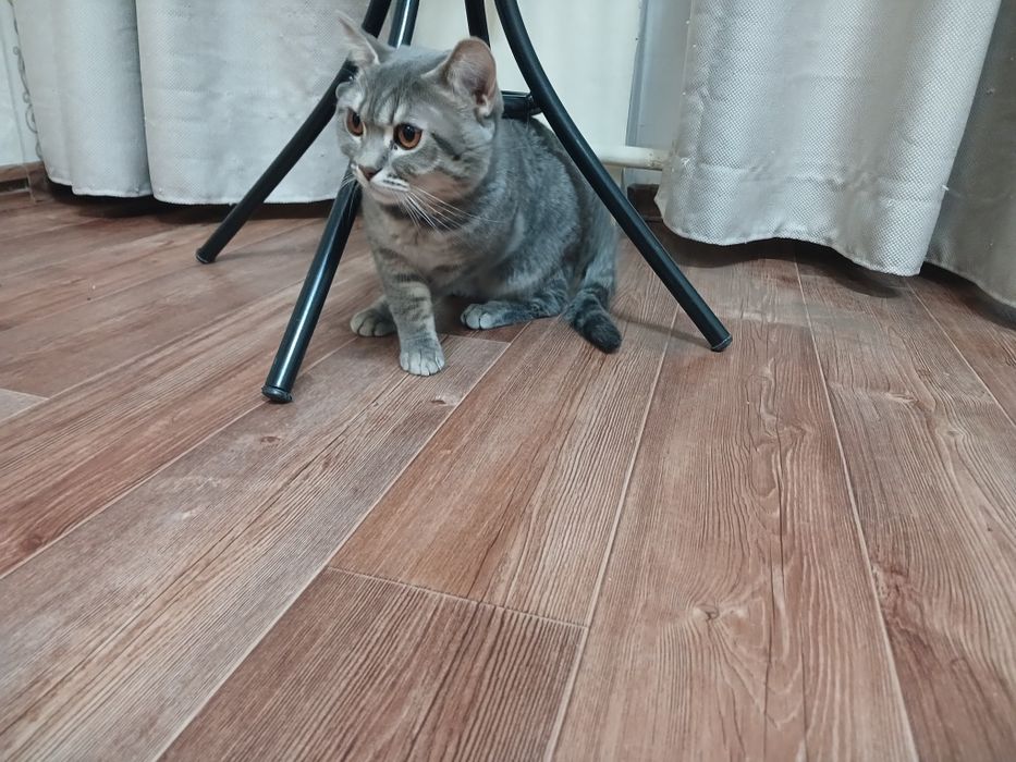 Кошка.  Ухоженная отдам в хорошие руки.