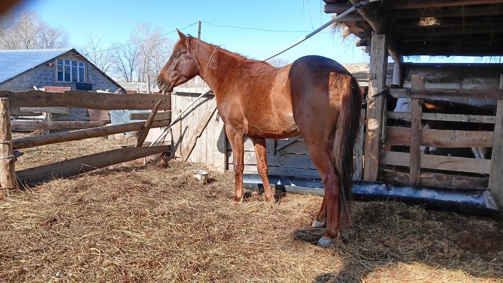 Бес жасар айғыр сатылады