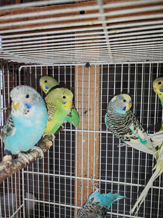 Pui Perusi disponibil