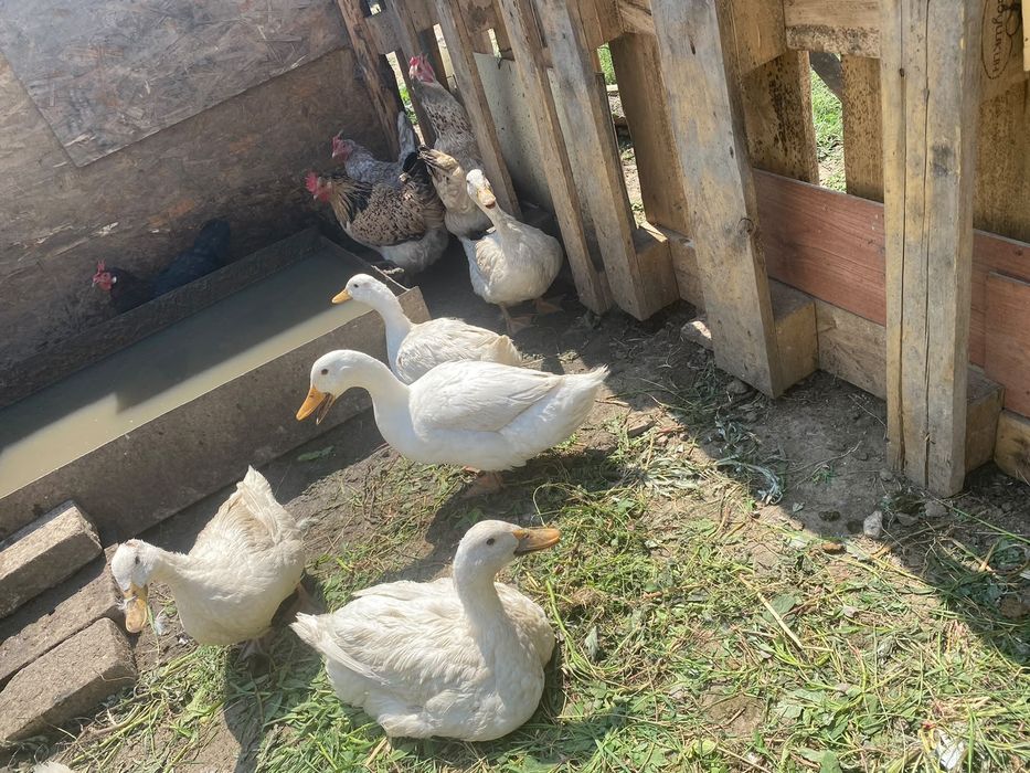 Продам пекинских уток
